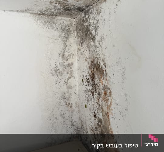 פטריות עובש על קיר בפינת חדר